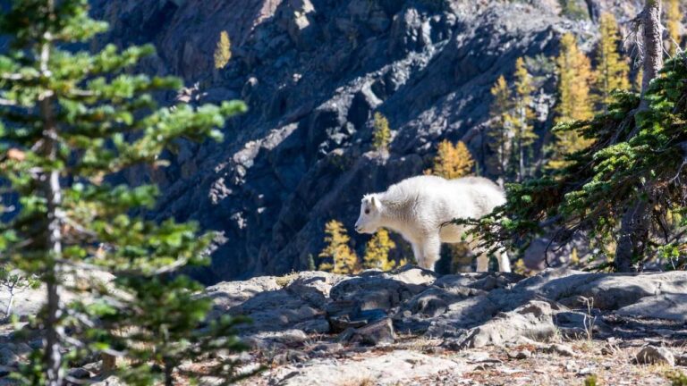 Is Www Cricbet99 Vlub A Real Website?